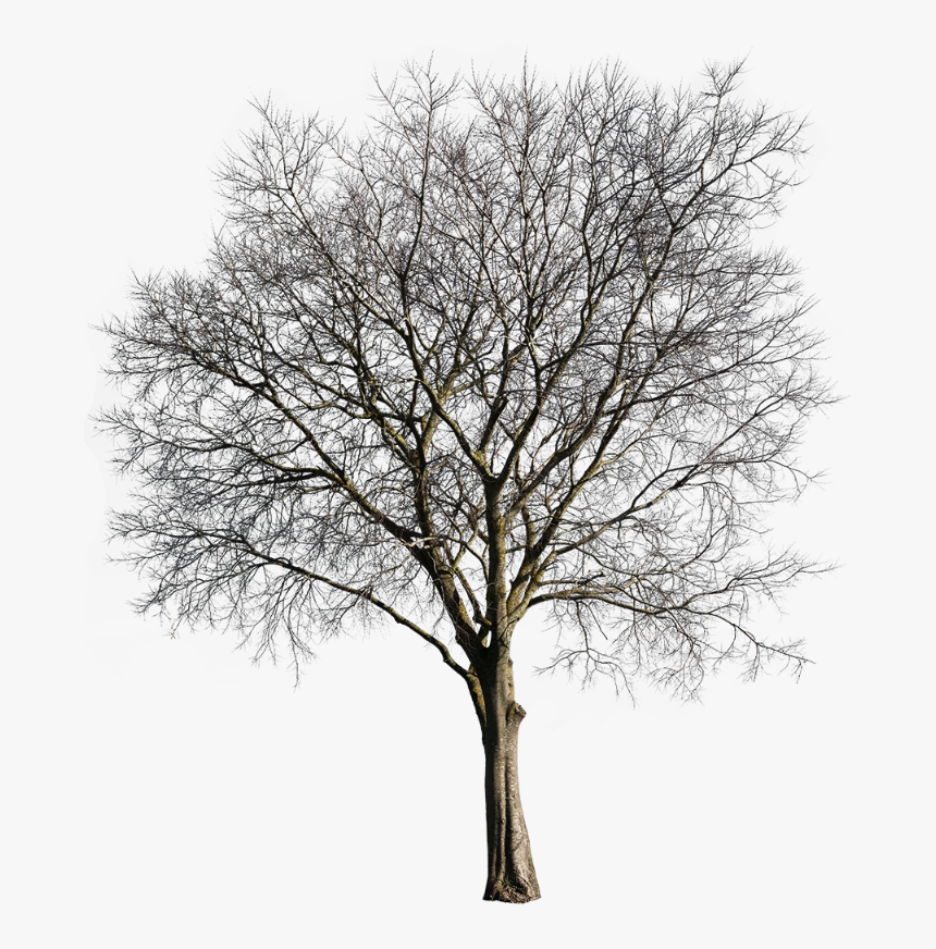 Oak, HD Png Download