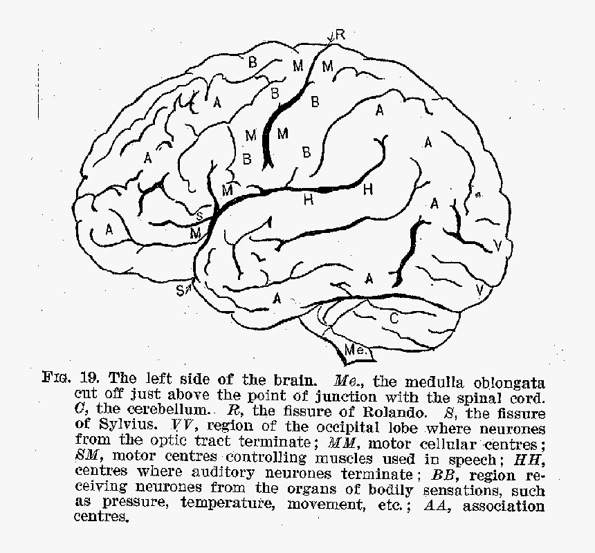 The Left Side Of The Brain - Cruciferous Vegetables, HD Png Download