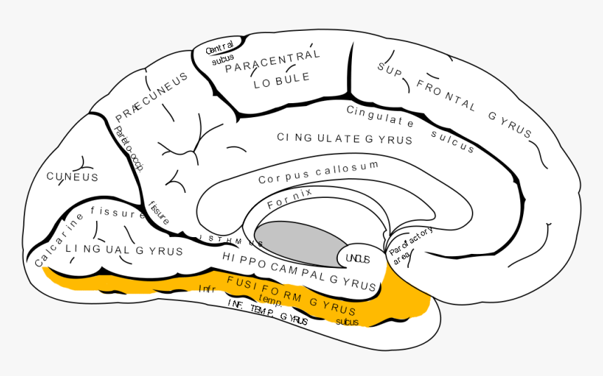 2013 01 10 Gray727 Fusiform Gyrus - Gyrus Occipitotemporal Medialis, HD Png Download