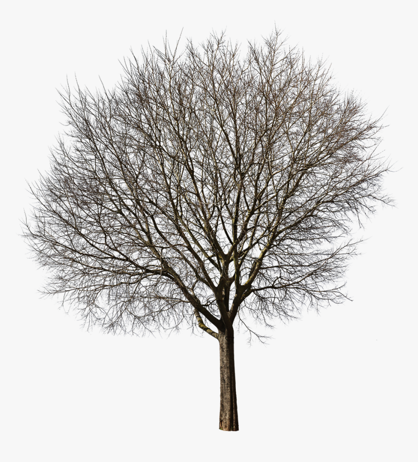 Oak, HD Png Download