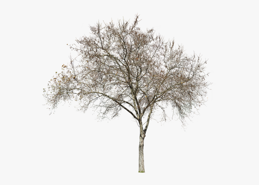 Winter Tree Architecture Drawing, HD Png Download