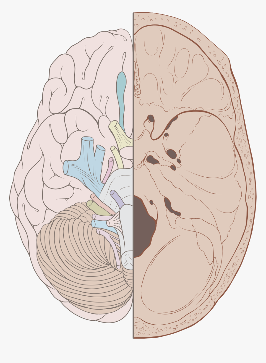 Cranial Nerves On Brain And Skull, HD Png Download