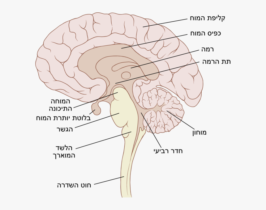 Brain Png Sagittal - Sagittal Pic Of Brain, Transparent Png