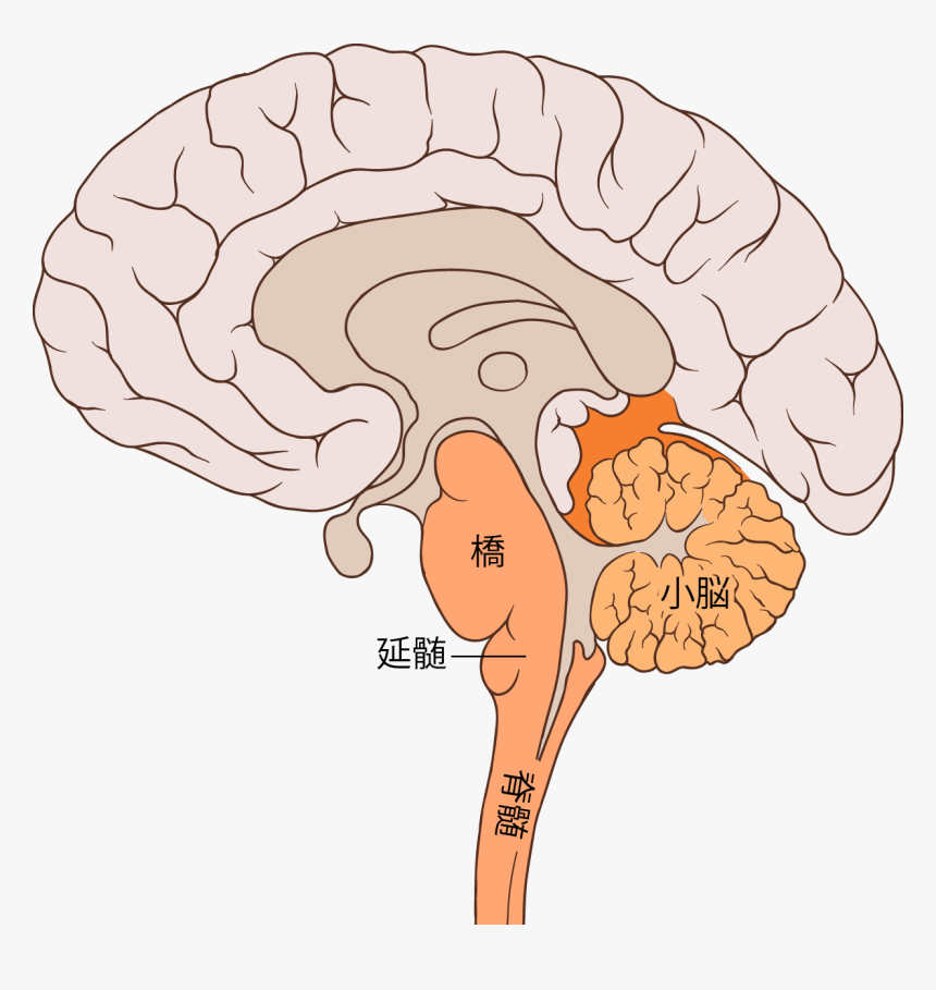 Brain Bulbar Region Ja - Diagram Of Brain Pons, HD Png Download