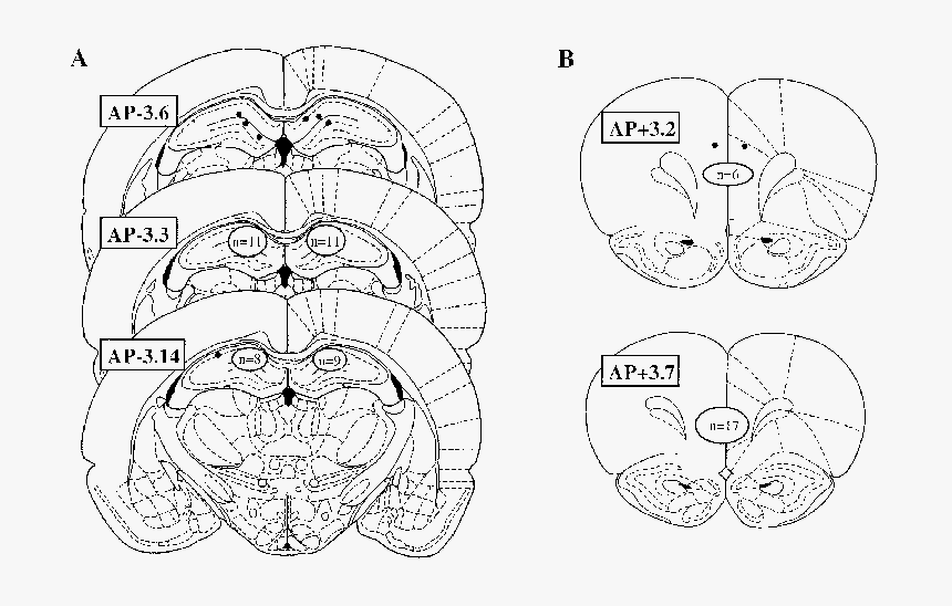 Diagram, HD Png Download