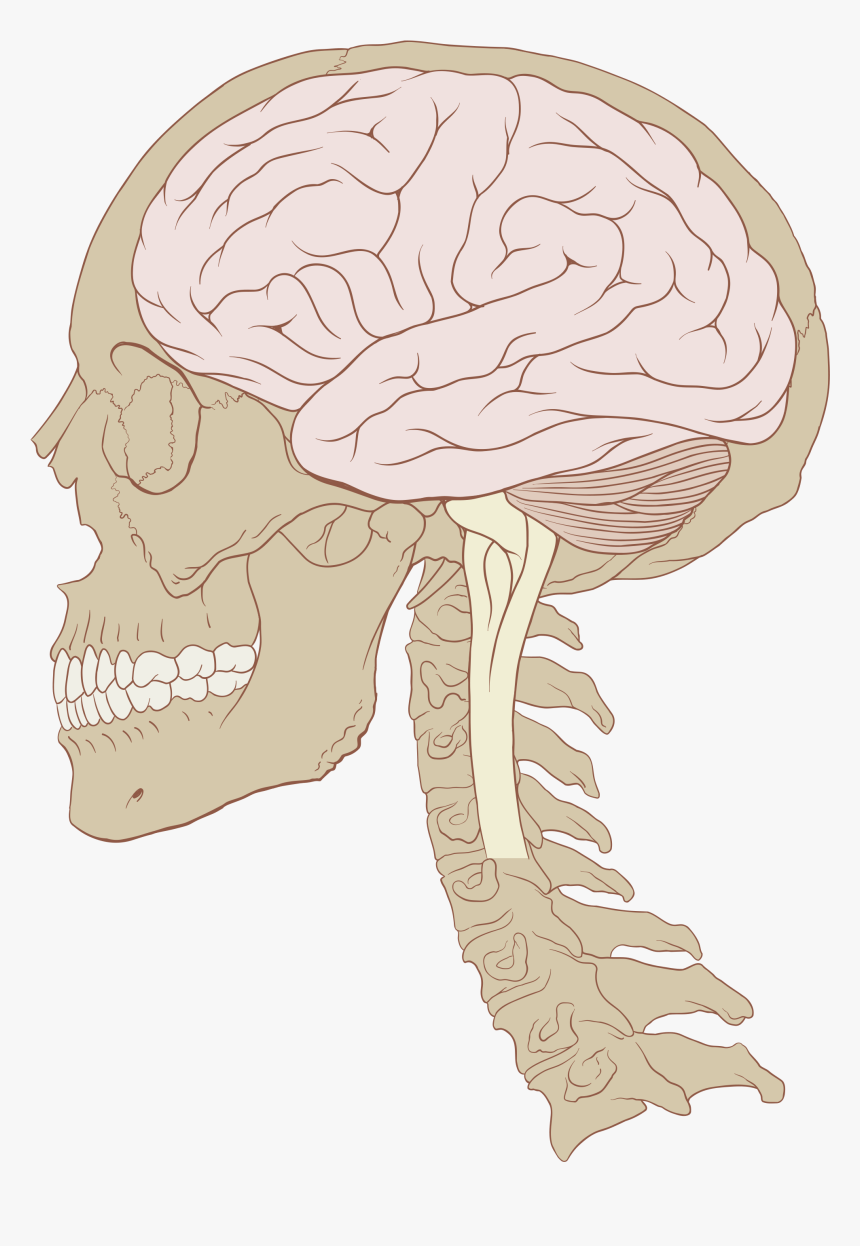 Human Brain And Skull, HD Png Download