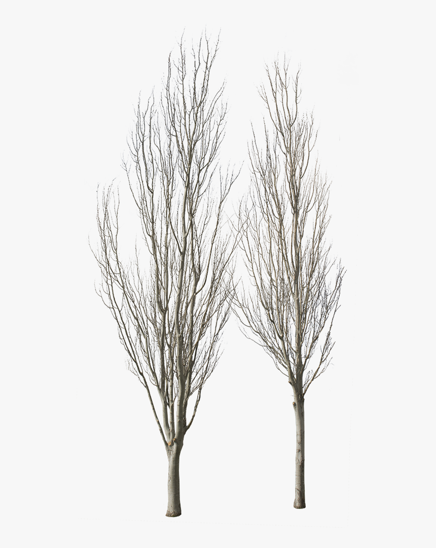River Birch, HD Png Download