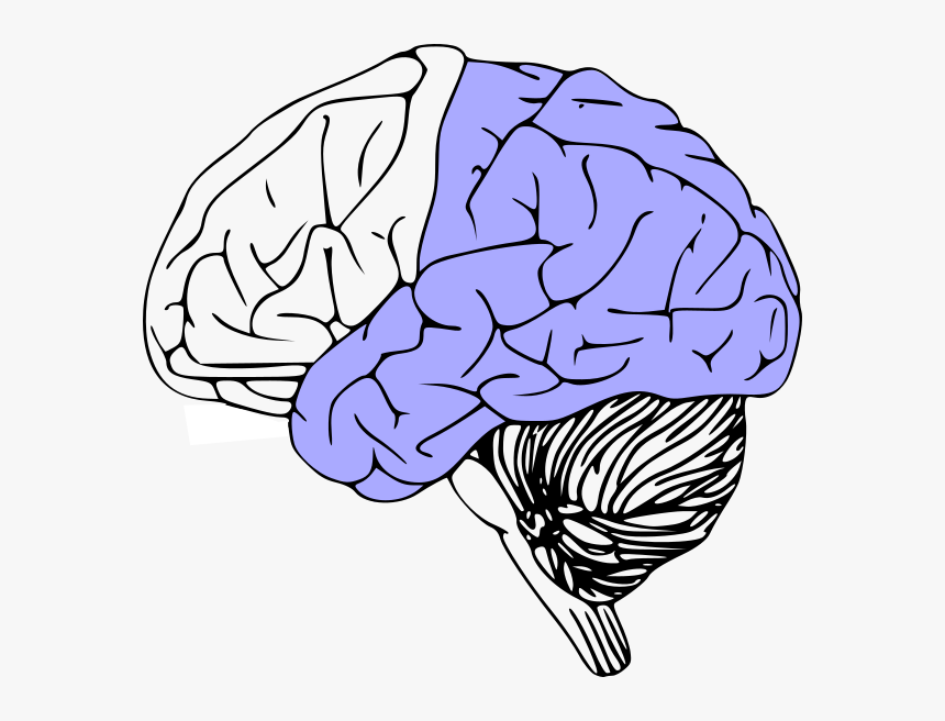 Brain Anatomy Black And White Free, HD Png Download