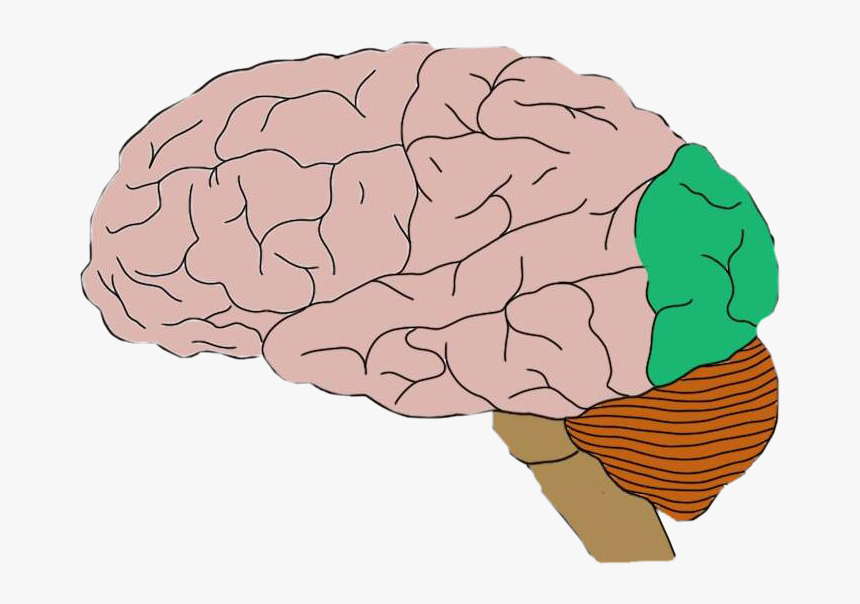 #brain Occipital Lobe #freetoedit - Motor Cortex Png, Transparent Png