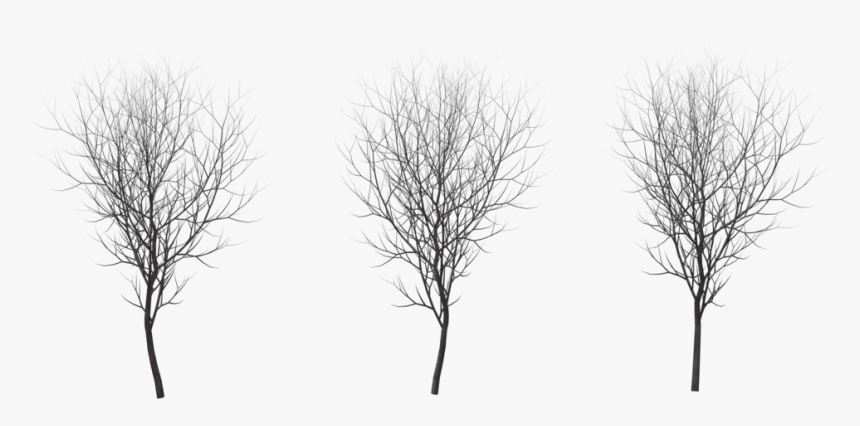 Thumb Image - Birch Winter Png, Transparent Png