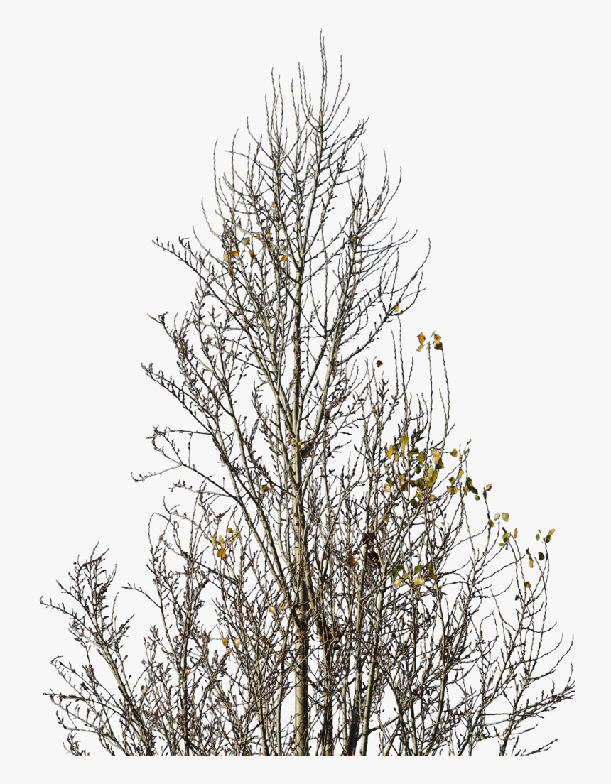Betula Nigra Winter Png, Transparent Png