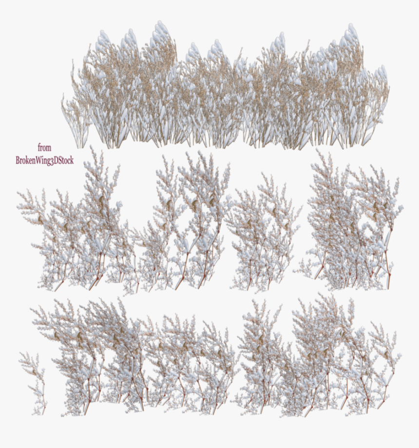 Colorado Spruce, HD Png Download