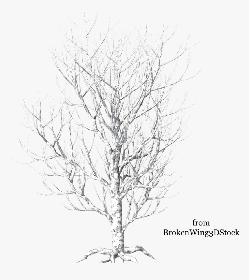 Winter Tree 4 By Brokenwing3dstock On Deviantart - Birch Tree Png White, Transparent Png