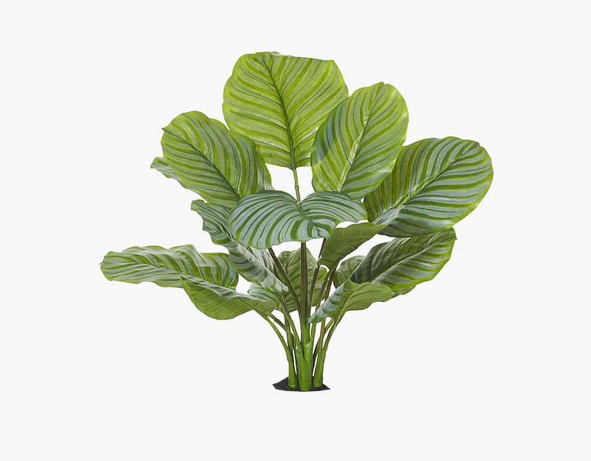 Clear Cut Png Tropical - Houseplant, Transparent Png