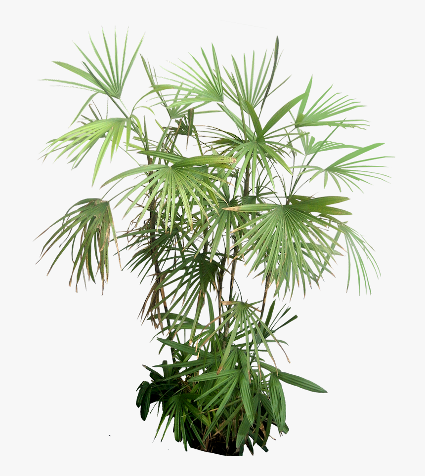Rhapis Excelsa Png, Transparent Png