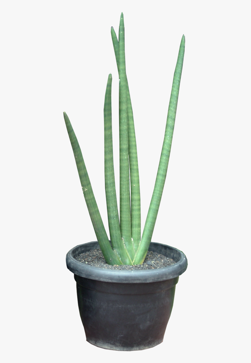 Viper Hemp Png Sansevieria Cylindrica Bowstring Hemp, Transparent Png