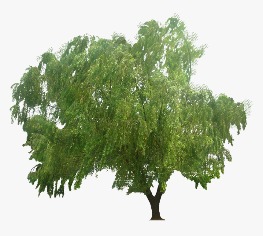 Png Plants For Photoshop, Transparent Png
