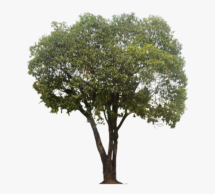 Mimusops Elengi Tree Png, Transparent Png