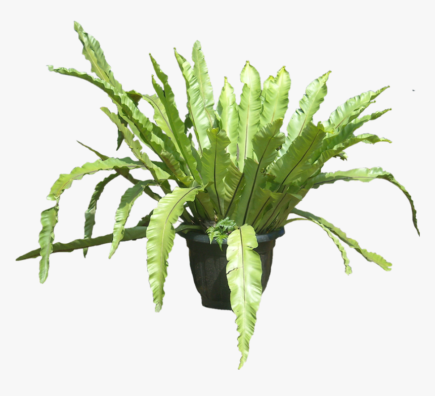 Bird's-nest Fern, HD Png Download