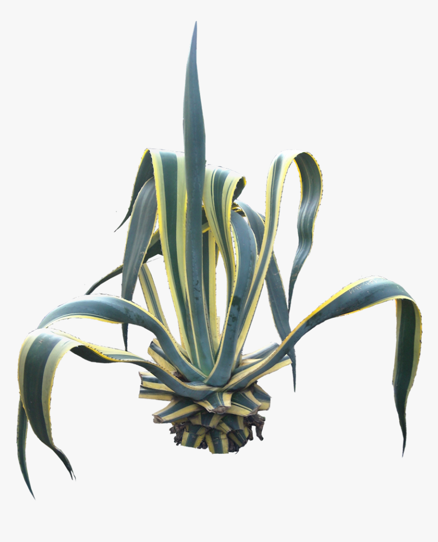 Agave Tree Png, Transparent Png