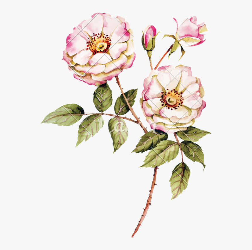 Rose Botanica, HD Png Download