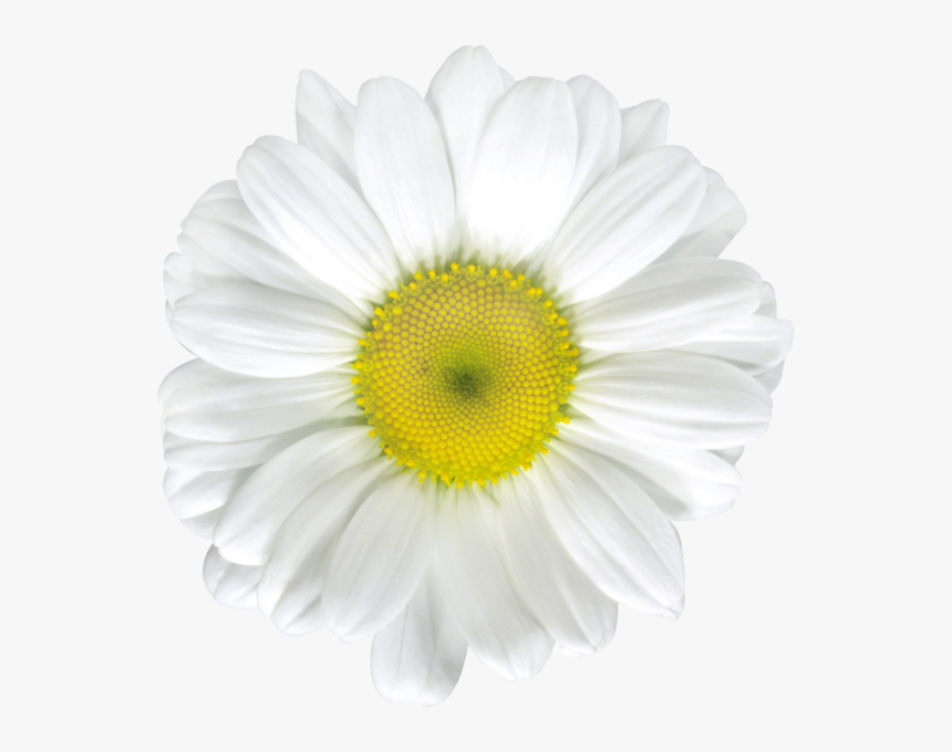 Common Daisy Stock Photography Royalty-free Clip Art - White Daisy Flower, HD Png Download