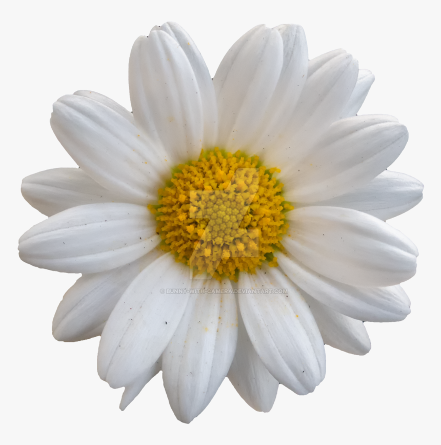 Stock Photography, HD Png Download