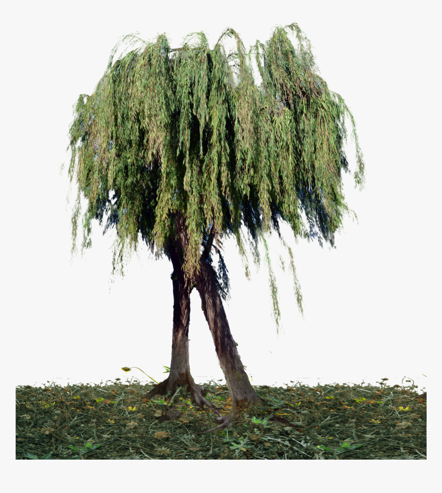 Tree, HD Png Download