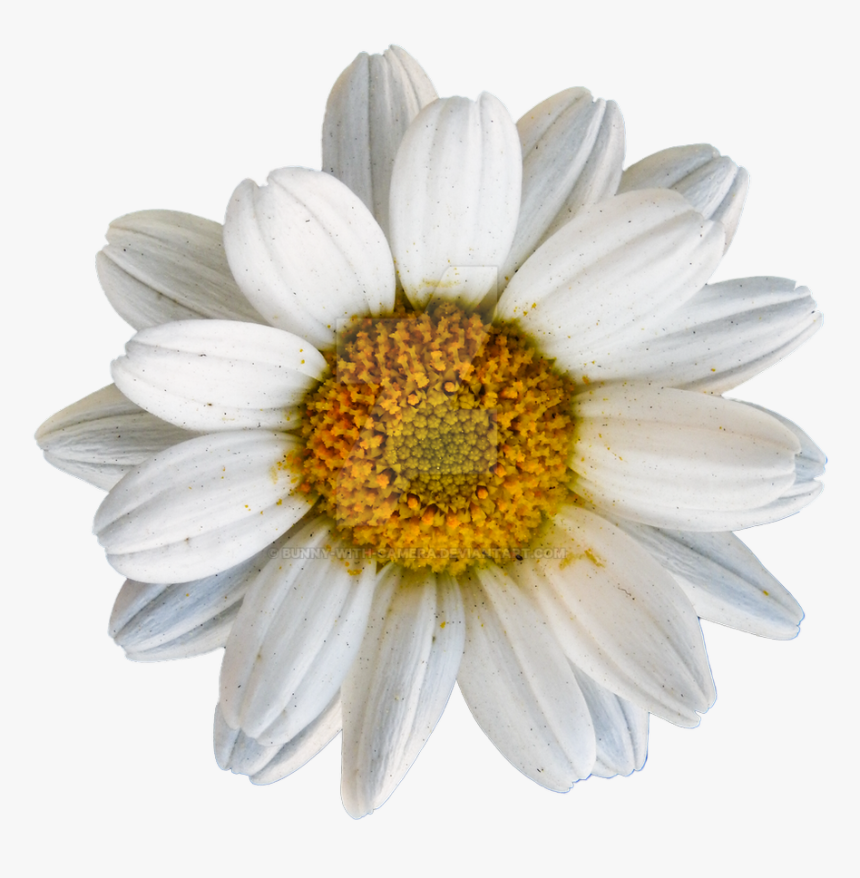 Oxeye Daisy, HD Png Download