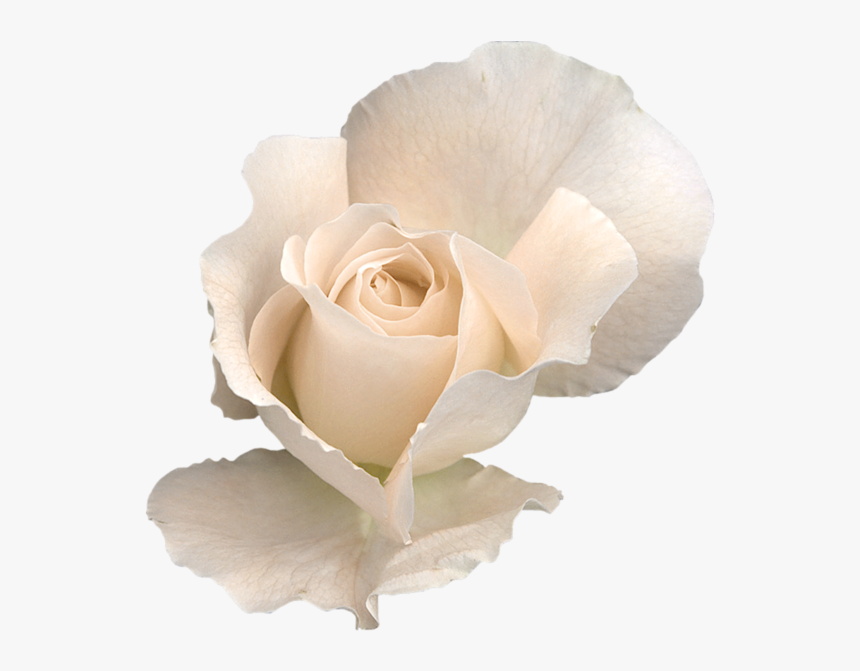 White Rose Transparent Background, HD Png Download