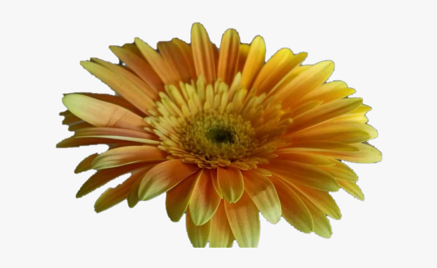 Barberton Daisy, HD Png Download