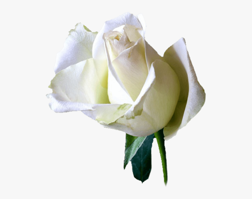 Floribunda, HD Png Download