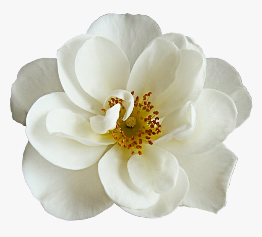 Net Beautiful - White Cherry Blossom Flower Png, Transparent Png