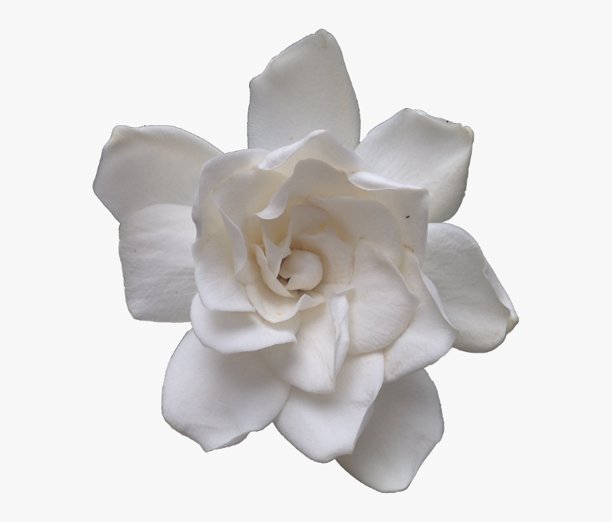 “the Most Lovely Gardenia - Gardenia Transparent, HD Png Download