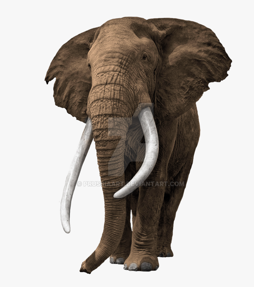 Elephant Transparent Background Prussiaart - Old African Bull Elephant, HD Png Download