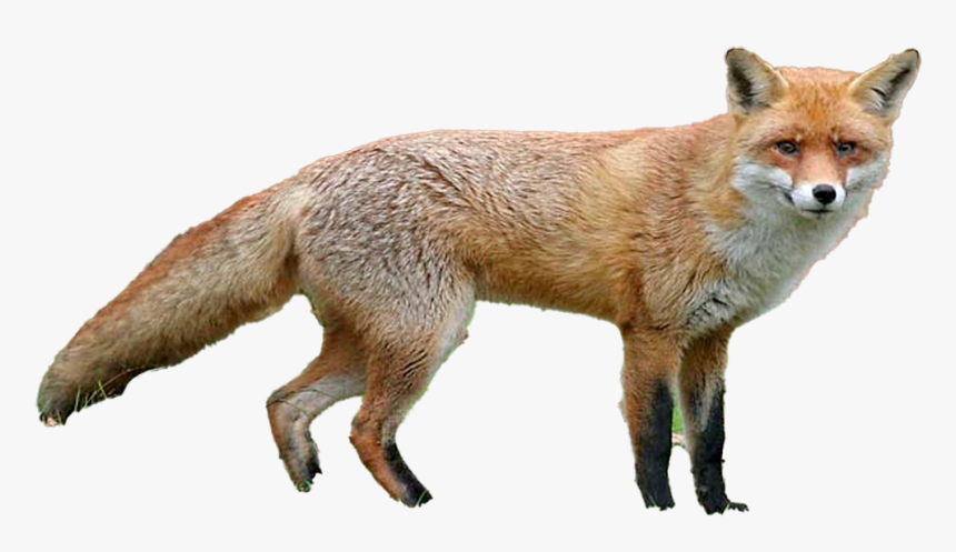 Fox Png, Transparent Png
