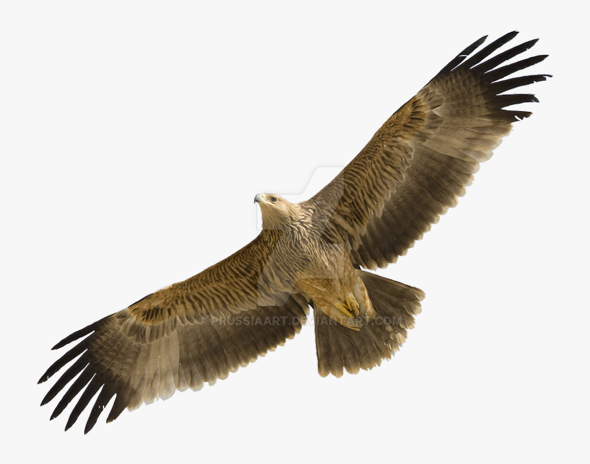 Flying Eagle Png - Eastern Imperial Eagle Flight, Transparent Png