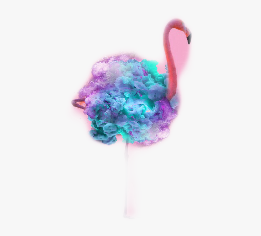 Greater Flamingo, HD Png Download