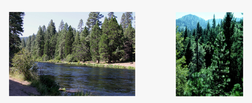 Picture - Climate Factors On Forest, HD Png Download