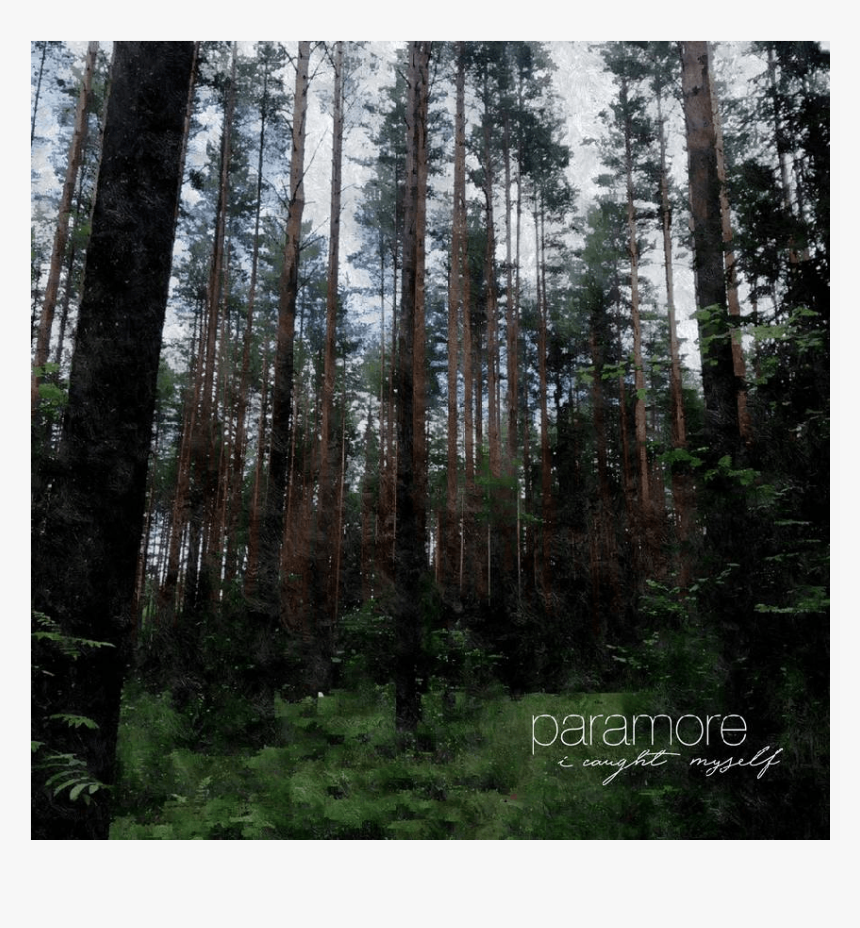 Spruce-fir Forest, HD Png Download