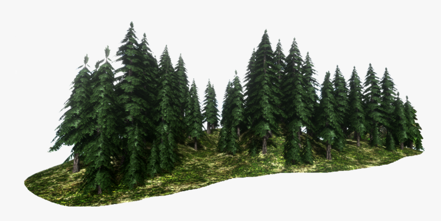 Shortleaf Black Spruce, HD Png Download