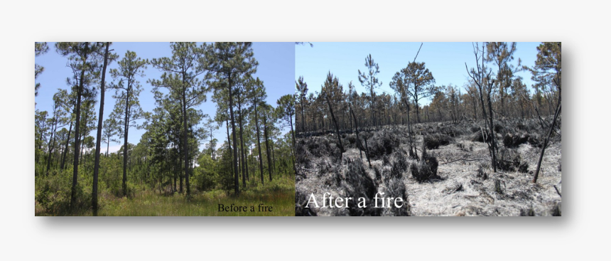 Before During After Forest Fire, HD Png Download