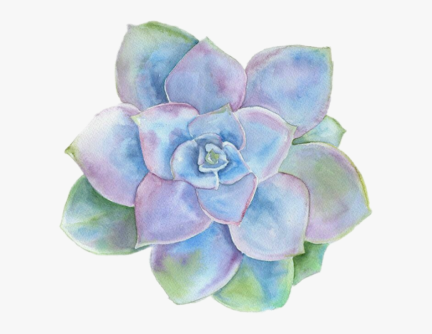 Please Do Not Copy - Succulent Watercolor, HD Png Download