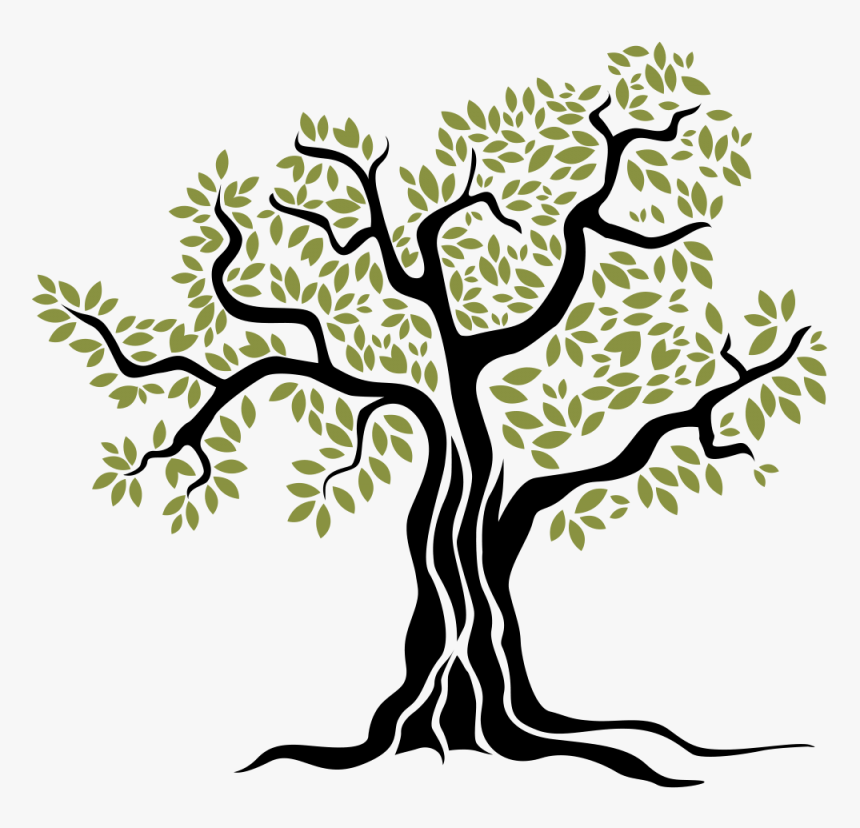 Olive Png Download - Arbol De Olivo Dibujo, Transparent Png