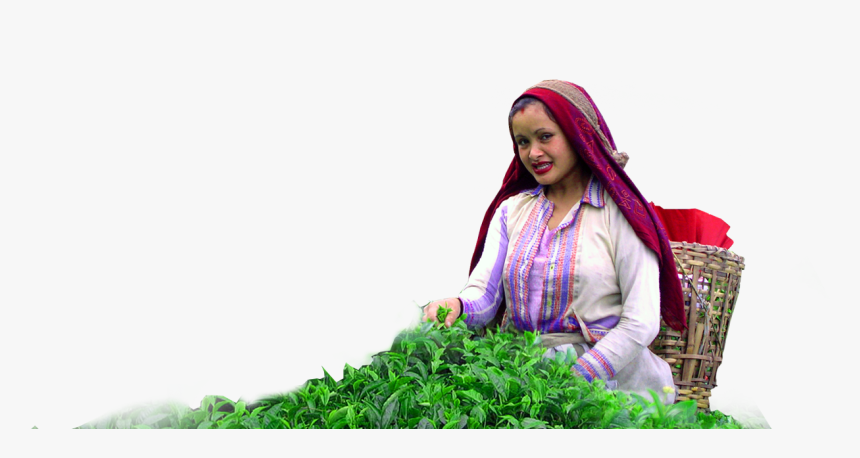 Tea Garden In Darjeeling, HD Png Download
