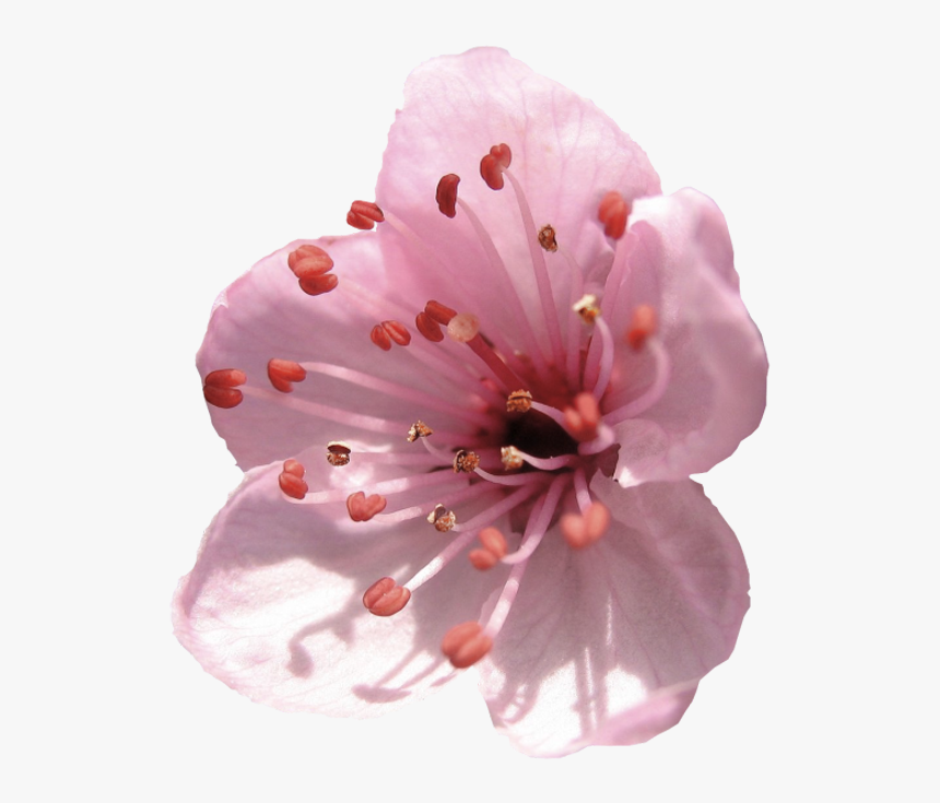 Almond Flower Png, Transparent Png