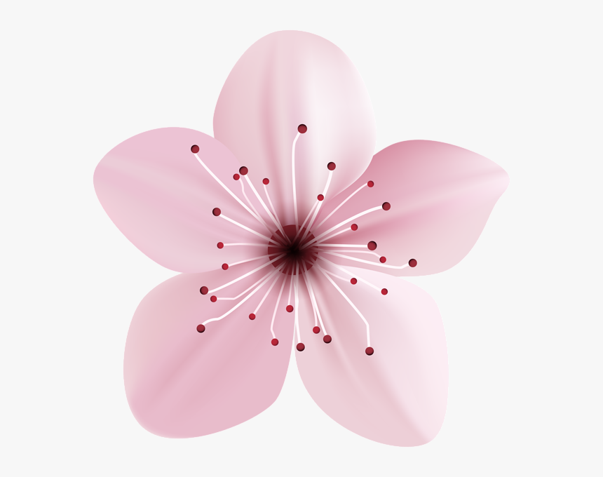 Cherry Blossom, HD Png Download