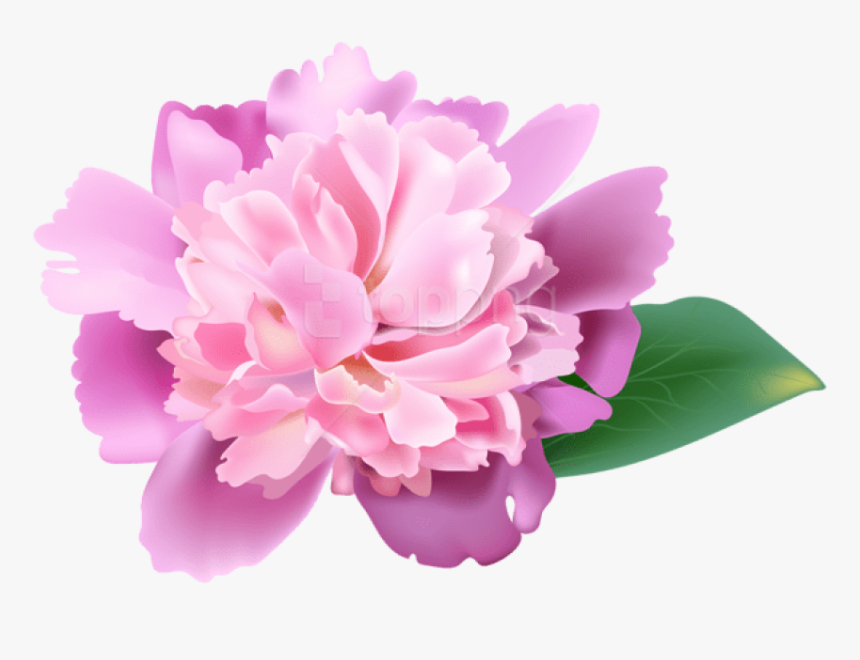 Peony Transparent Cherry Blossom - Realistic Flower Clip Art, HD Png Download