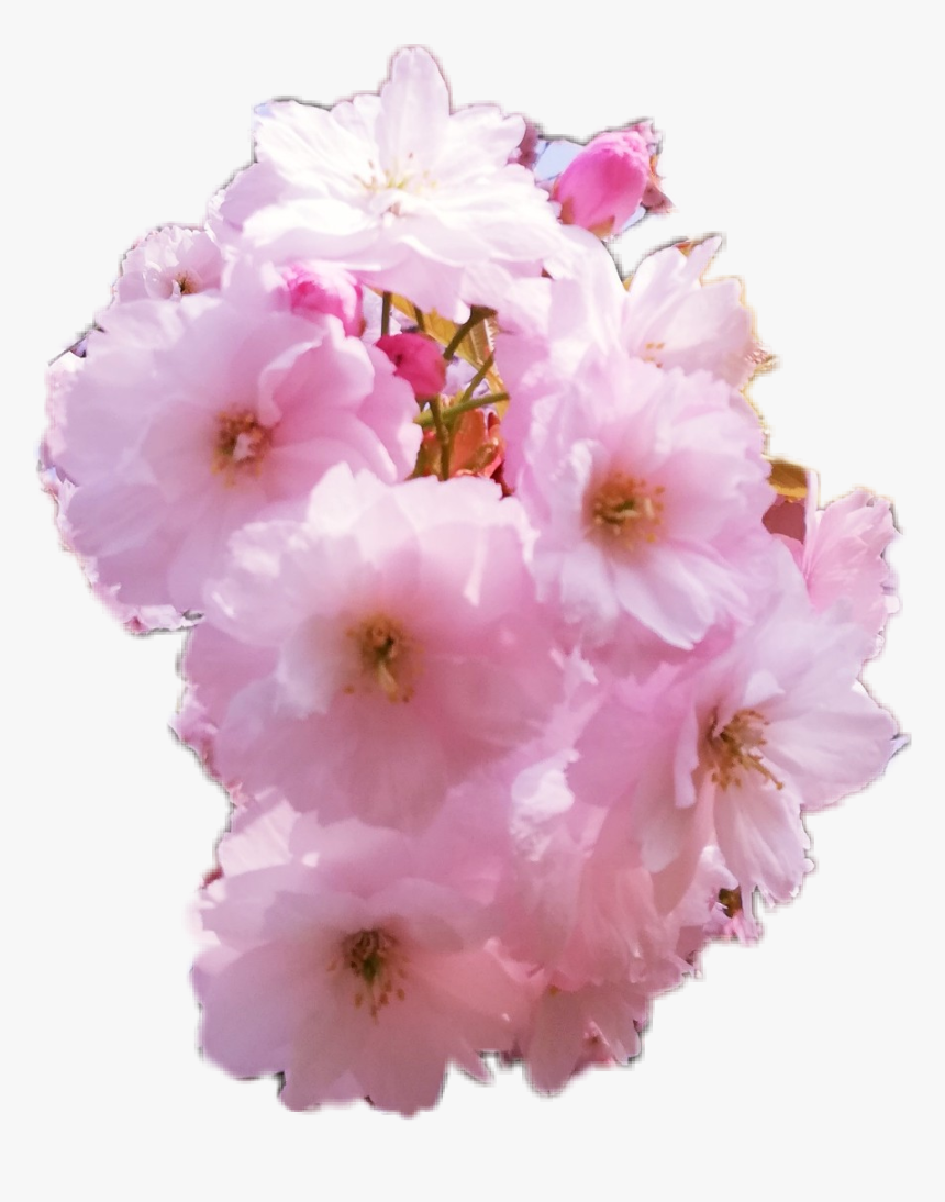 Cherry Blossom, HD Png Download