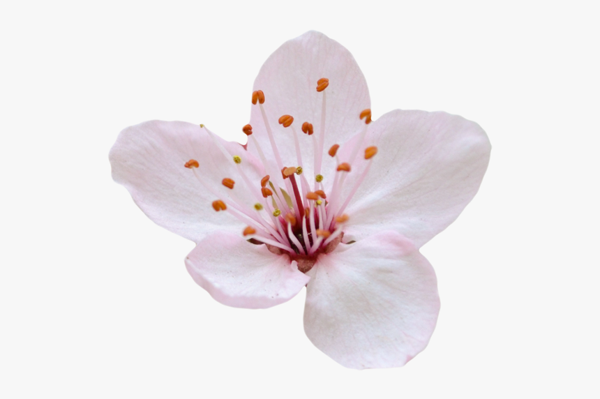 Cherry Blossom, HD Png Download